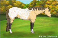 Horse Color:Buckskin Appaloosa 