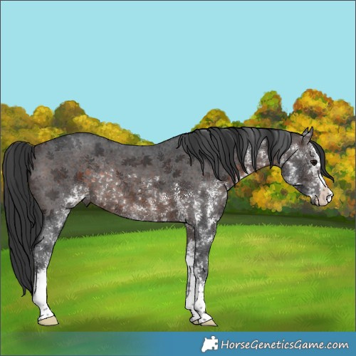 Horse Color:White Spotted Brown Rabicano 