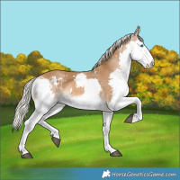 Horse Color:White Spotted Chocolate Palomino Splash Rabicano 