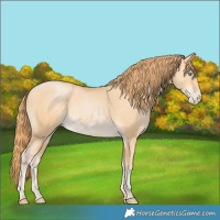 Horse Color:Buckskin Pearl 