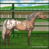 Horse Color:Silver Brown Dun Blanket 