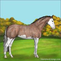 Horse Color:Unknown 