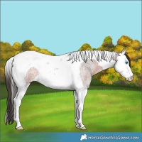 Horse Color:Bay Roan Splash Tobiano Rabicano