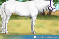 Horse Color:Silver Brown Dun Appaloosa Rabicano 