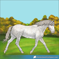 Horse Color:Perlino Sabino and Perlino Sabino