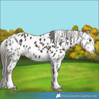 Horse Color:Liver Chestnut Appaloosa 