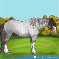 Horse Color:Liver Chestnut Rabicano 