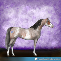 Horse Color:White Spotted Bay Roan Frame 