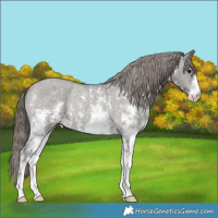Horse Color:Grullo Sabino Varnish Rabicano 
