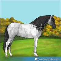 Horse Color:Blue Roan Tobiano 