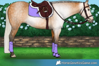 Horse Color:Gray Silver Buckskin 