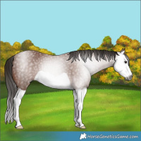 Horse Color:Gray Bay Splash 