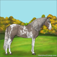 Horse Color:Silver Blue Roan Splash Tobiano  and Silver Blue Roan Splash Tobiano 