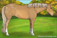 Horse Color:Palomino Roan Appaloosa