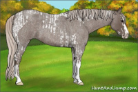 Horse Color:Silver Blue Roan Splash Tobiano  and Silver Blue Roan Splash Tobiano 