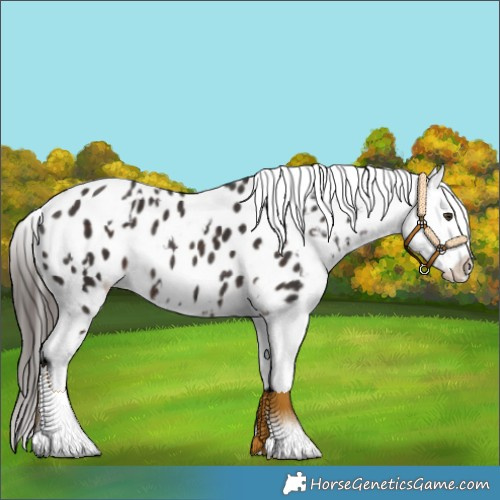 Horse Color:White Spotted Liver Chestnut Appaloosa Rabicano