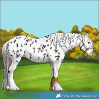 Horse Color:White Spotted Liver Chestnut Appaloosa Rabicano 