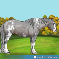 Horse Color:White Spotted Brown Splash Appaloosa 