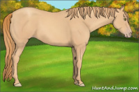 Horse Color:Gold Champagne 