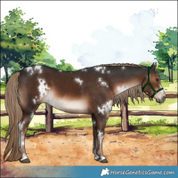 Horse Color:White Spotted Liver Chestnut