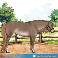 Horse Color:Liver Red Dun Tobiano 