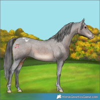 Horse Color:Brown Tobiano Appaloosa