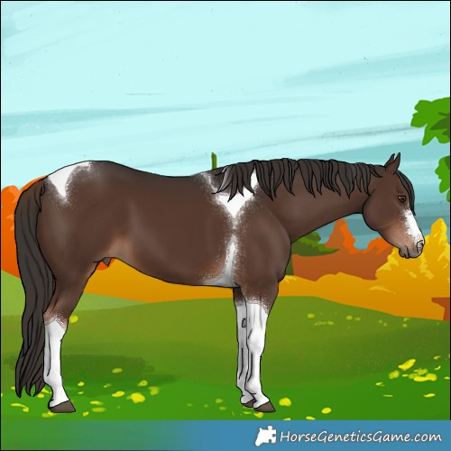 Horse Color:Liver Chestnut Tobiano 