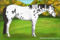 Horse Color:Liver Chestnut Tobiano Appaloosa