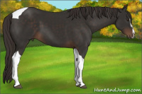 Horse Color:Liver Chestnut Sabino Tobiano 