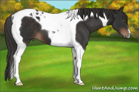 Horse Color:Liver Chestnut Tobiano 