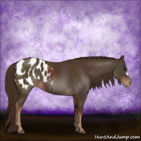 Horse Color:Liver Chestnut Appaloosa 