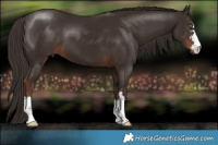 Horse Color:Liver Chestnut 