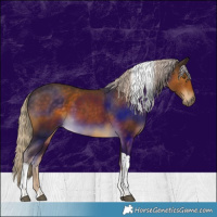 Horse Color:Chocolate Palomino Tobiano 