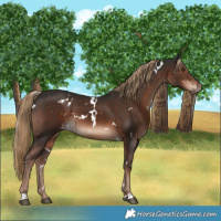 Horse Color:White Spotted Liver Chestnut