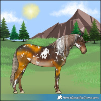 Horse Color:White Spotted Liver Chestnut 