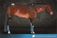 Horse Color:White Spotted Brown Tobiano 