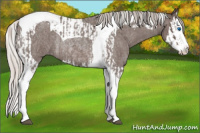 Horse Color:Silver Blue Roan Splash Tobiano  and Silver Blue Roan Splash Tobiano Rabicano 