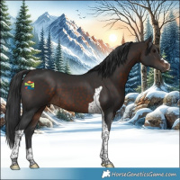 Horse Color:Brown Tobiano 