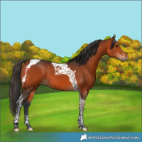 Horse Color:Bay Tobiano 