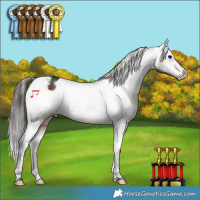 Horse Color:Bay Tobiano Appaloosa 