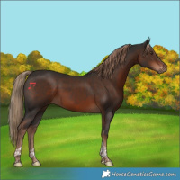 Horse Color:Liver Chestnut Tobiano