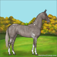 Horse Color:Silver Blue Roan Splash Tobiano  and Silver Blue Roan Tobiano 