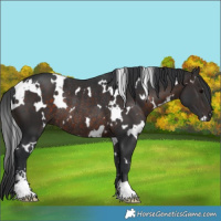Horse Color:White Spotted Brown Sabino Rabicano 