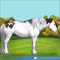 Horse Color:White Spotted Brown Sabino Splash 
