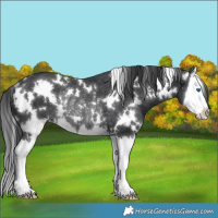 Horse Color:White Spotted Black Splash Rabicano 