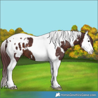 Horse Color:White Spotted Chocolate Brown Splash Tobiano Appaloosa 