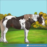 Horse Color:Liver Chestnut Splash Tobiano 