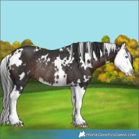 Horse Color:White Spotted Brown Splash Rabicano 