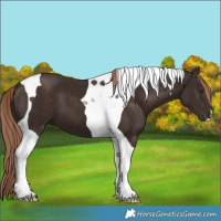 Horse Color:Liver Chestnut Tobiano 