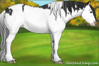 Horse Color:White Spotted Black Splash 